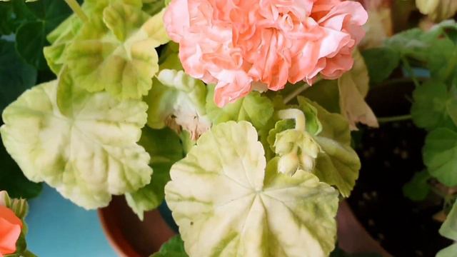 예쁜 오렌지색의 제라늄들, 제라늄꽃밭. Orange color Pelargonium garden. Geranium. смотреть онлайн
