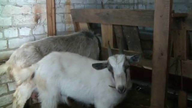 Новый козий дом)) New goat house)) смотреть онлайн