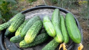 "Огурцы ЗОЗУЛЯ F1"Ранние огурцы в теплице