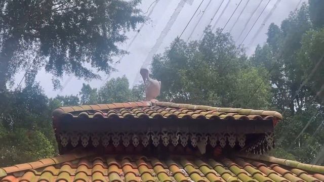 Первый день в Малайзии. Куала-Лумпур. Небоскребы, парк птиц, центральный рынок, наси. смотреть онлайн