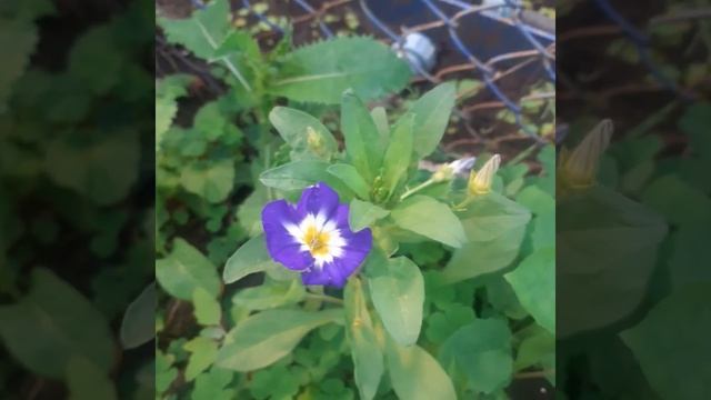 Цветок вьюнок конвольвулюс серия631 смотреть онлайн