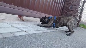 Французский бульдог лает на свинью/Свинья & Бульдог