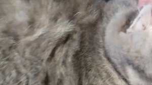 А шо у нас с вислоухими ушками? / Почистила ушки и глазки кошке / КОШКИН ДОМ