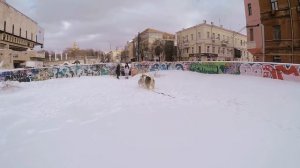 ВЯЗКА СОБАК первый раз / СПАРИВАНИЕ маламутов