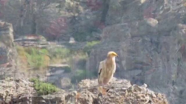 Кентау. Кантаги. Природа родного края. Отдых в горах. смотреть онлайн