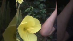 Цветок раскрывается под звук Азана ,Аллах|у Акбар !!!??