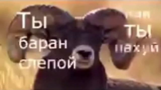 Ты олень тупой смотреть онлайн