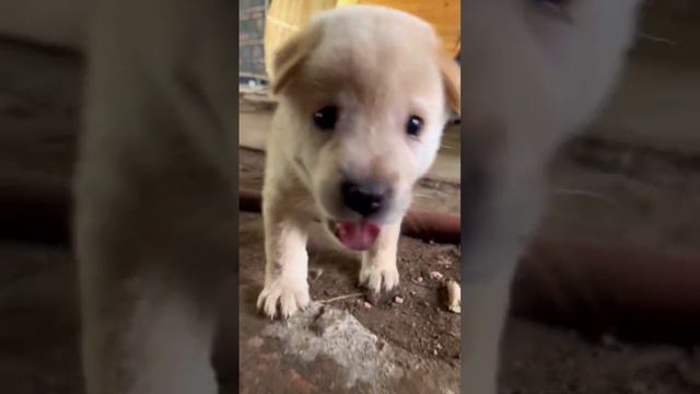 Very Cute Baby Puppy Very Funny Video #youtube #shortvideo