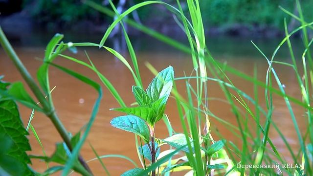 Птички / Речушка / Dеревенsкий RELAX смотреть онлайн