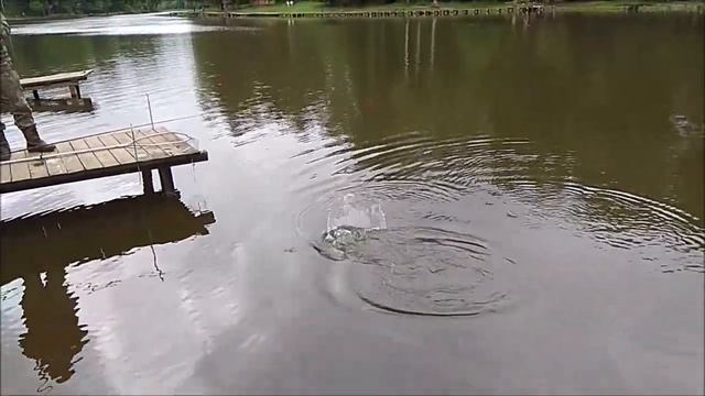 Карп ловится и на поплавочную снасть, и на фидерную. Клёвое место, Лосиный остров, верхний водоём. смотреть онлайн