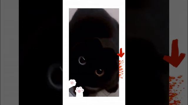 this cat has very unusual eyes у этого котэ необычные глаза смотреть онлайн