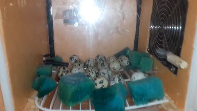 10 день инкубации перепелиных яиц. Что стало с ними? смотреть онлайн