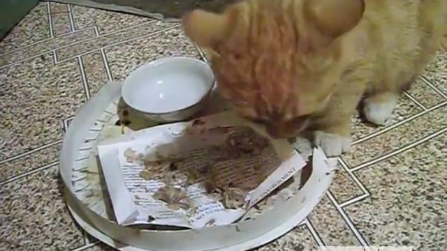 Правильная дрессировка домашнего котенка. Еда по графику смотреть онлайн