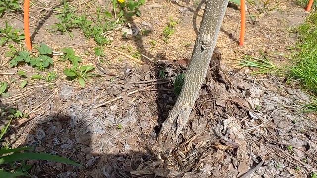 ЭКОМИР34 Павловния перезимовала 2022 часть 1. Paulównia in Russia. Paulownia смотреть онлайн