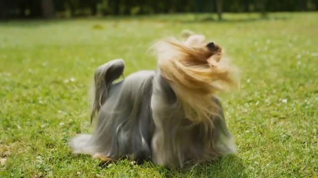 Все о породе Йоркширский Терьер смотреть онлайн