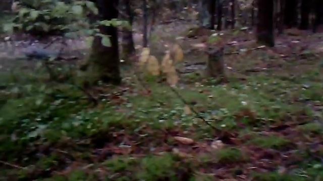 Грибы рядовки серые Петушки в лесу 2 смотреть онлайн
