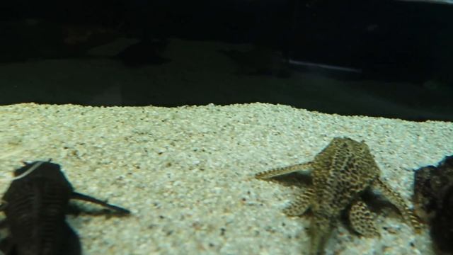 VLOG Разговариваем с рыбами