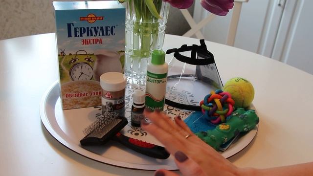 Сколько стоит содержание чихуахуа? смотреть онлайн