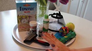 Сколько стоит содержание чихуахуа?