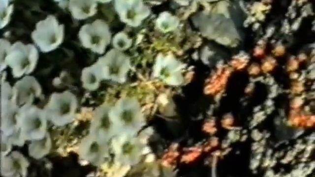 Волшебное пробуждение тундры. Чукотка 94-96 г..wmv смотреть онлайн