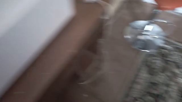 как поить новорожденных перепелят.(перепела тупицы)