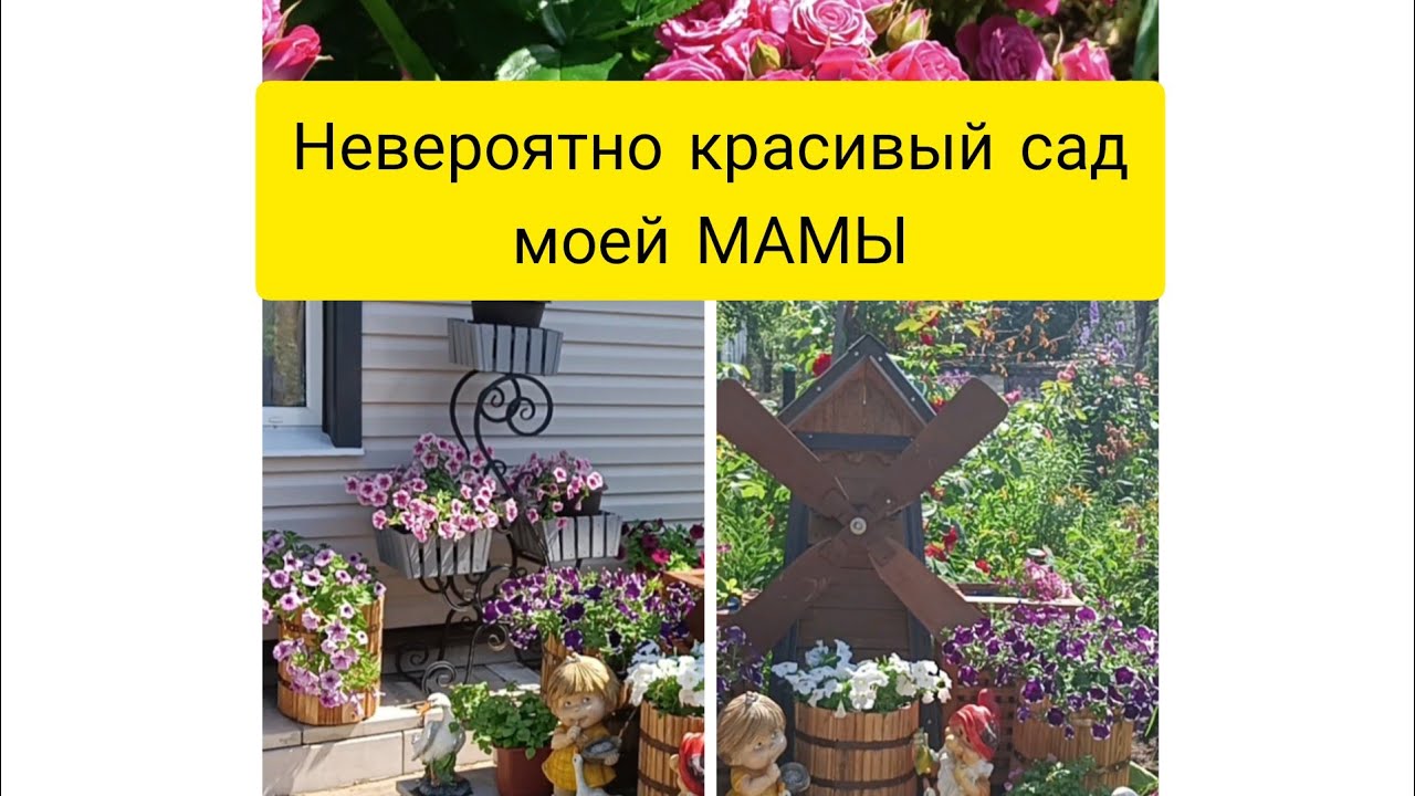 НЕВЕРОЯТНО КРАСИВЫЙ САД МОЕЙ МАМЫ. ПРИГЛАШАЮ НА ПРОГУЛКУ ???#садвцветах #цветы #flowers.mp4 смотреть онлайн