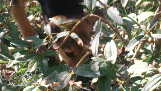 Кошка защитила своего котёнка от назойлевой Дельфи смотреть онлайн