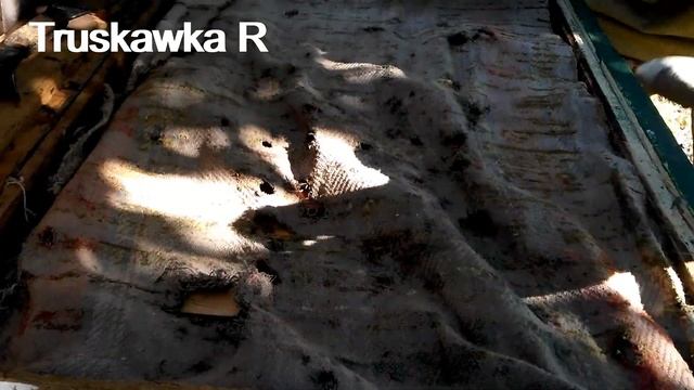 Когда я буду кормить #пчёл. И почему не кормлю сейчас. смотреть онлайн