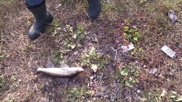 рыбалка в Донецкой области. Судак на спиннинг осенью. смотреть онлайн