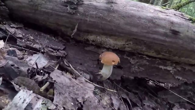 ❗ГРИБЫ НА БОЛОТЕ?ГРИБНОЙ ЛЕС В ПОДМОСКОВЬЕ.?КОРЗИНА ГРИБОВ ПОДОСИНОВИКОВ И ПОДБЕРЁЗОВИКОВ. смотреть онлайн