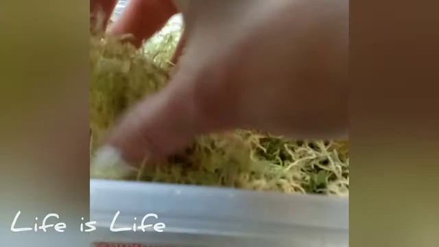 Как я храню живой мох сфагнум для орхидей и улиток. Кормление улитки после родов. 24.04.2021 смотреть онлайн