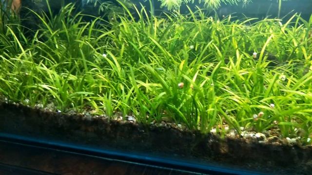 Shallow tank full of Sagittaria subulata смотреть онлайн