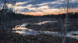 Васюганские Болота.