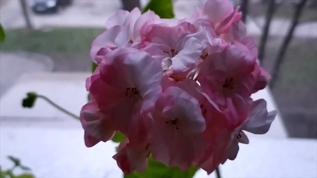 Агротехника выращивания пеларгонии весной. Часть 4. Обрезка и укоренение .Резать в пень? Советы. смотреть онлайн