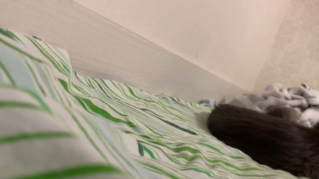 кошка спит скрытая камера смотреть онлайн