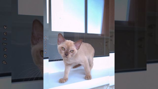 Шоколадный бурманский котёнок Poulina. Помёт «1Р» смотреть онлайн