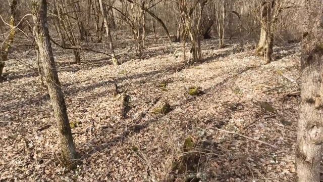 Февральские подснежники в Крымском лесу смотреть онлайн