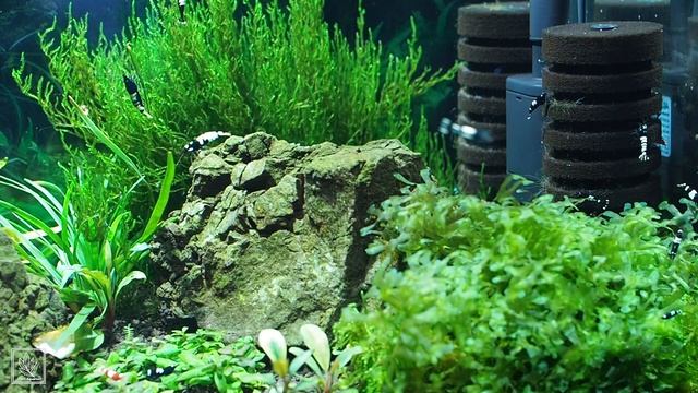 Подбор оборудования для аквариума с креветками смотреть онлайн