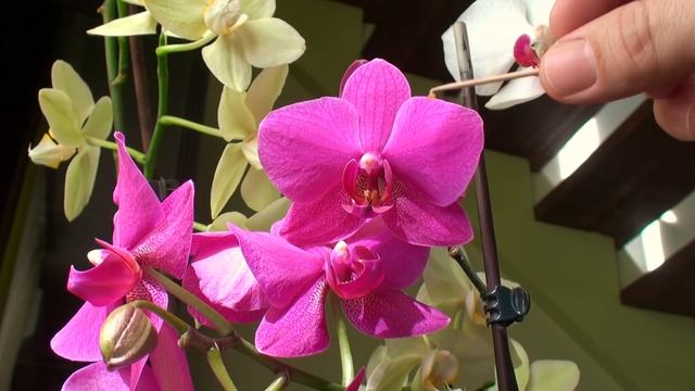 как ОПЫЛИТЬ ОРХИДЕЮ Vivaldiевну, начало смотреть онлайн