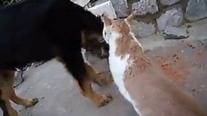 Кошку собака кусает. Усы лапы хвост