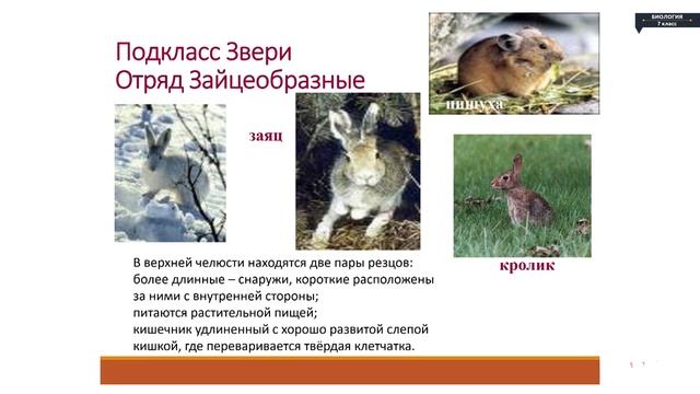 Биология - 7 класс - Многообразие млекопитяющих смотреть онлайн