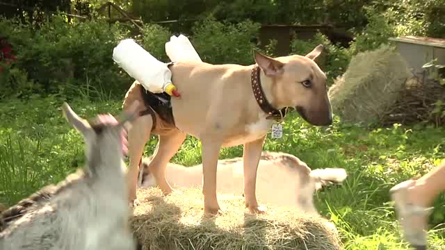 Собака – молочный ангел