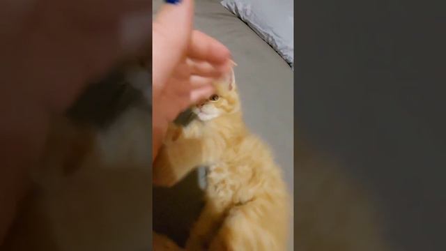 Мейн-кун Ричард 1,5 месяца/Maine-coon Richard 1,5 months смотреть онлайн