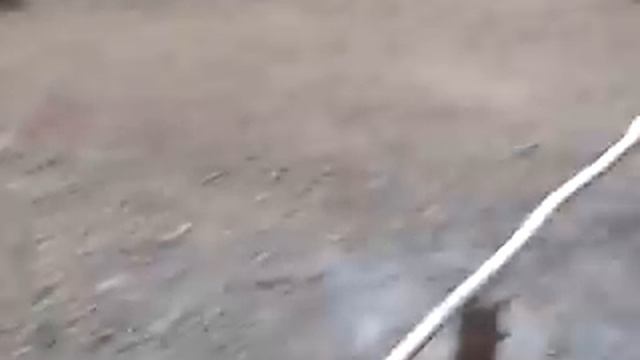 Танцующий лес, Куршская коса смотреть онлайн