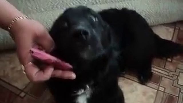 Вот так поёт наш Бос))))))