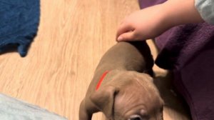 Щенки питбуль терьера (26 дней) и дети. Питомник питбуль терьеров Dognik Bulls