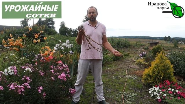 ЧЕСНОКА БУДЕТ ЗАВАЛИСЬ, ЕСЛИ ПОСАДИТЬ ЕГО ТАК! смотреть онлайн