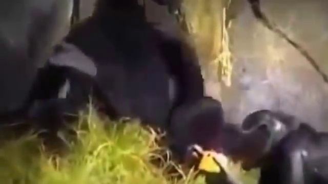 Горячие животные Обезьяны Смешное видео 2015 смотреть онлайн