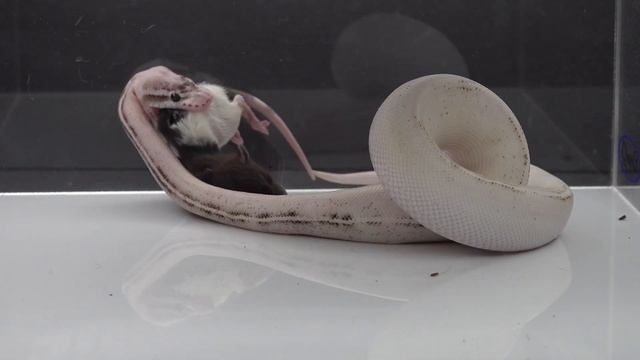 Rat Meets "Road Kill " The Highway Ball Python - Warning Live Feeding смотреть онлайн