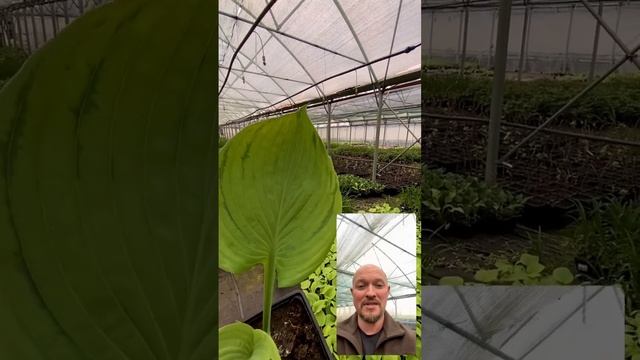 Гигантская хоста в #питомник #тимирязевский #агроном смотреть онлайн